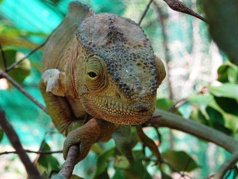 Фотографии животного мира