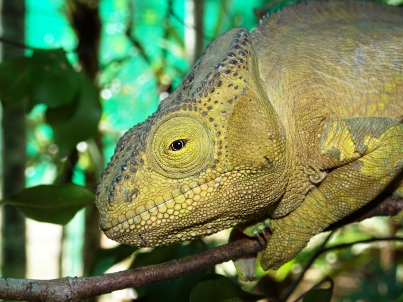 Фотографии животного мира