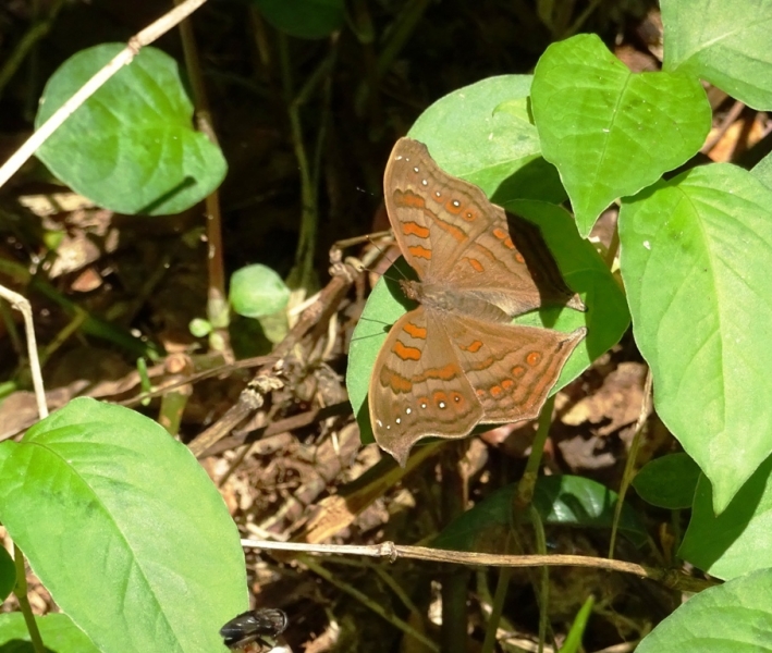 Фотографии животного мира