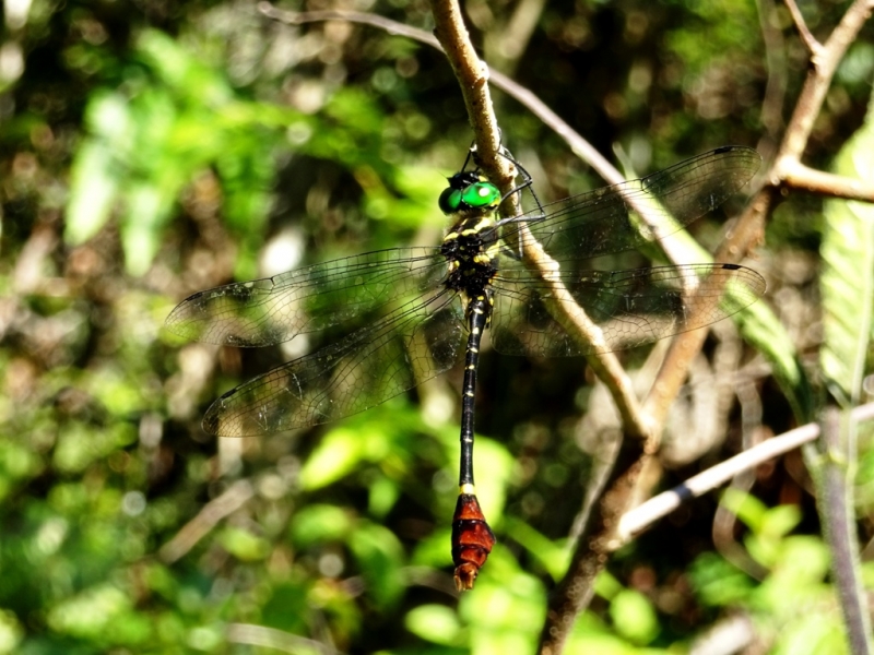 Фотографии животного мира
