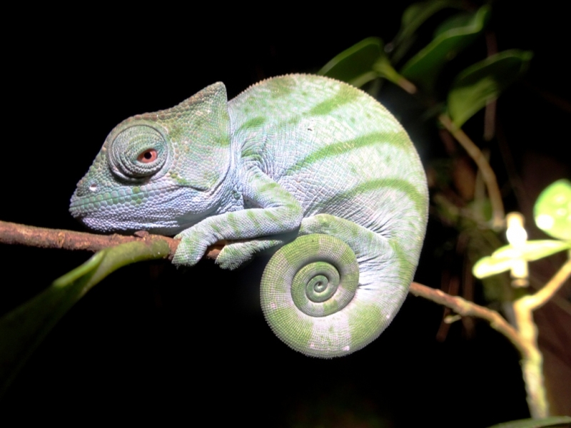 Фотографии животного мира