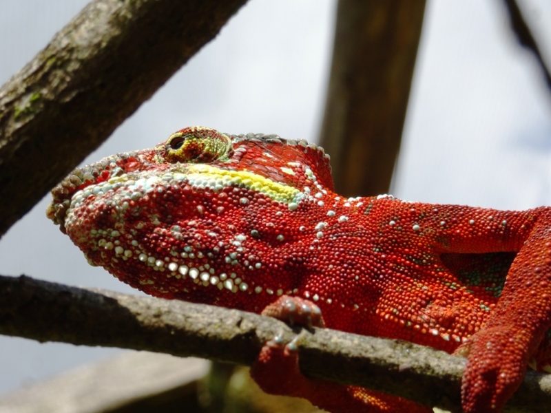 Фотографии животного мира