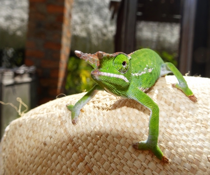 Фотографии животного мира