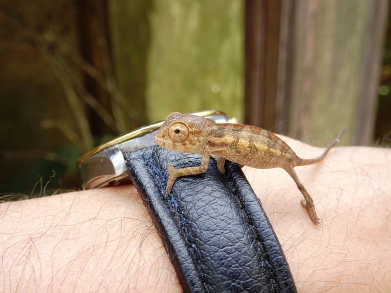 Фотографии животного мира