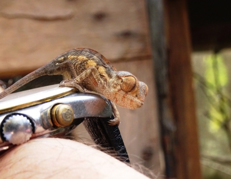 Фотографии животного мира