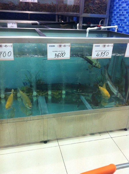 Розовый город. Армения. Ноябрь 2013г.