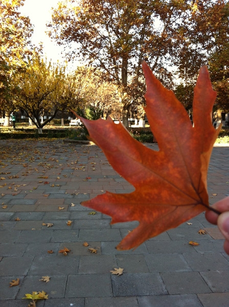 Розовый город. Армения. Ноябрь 2013г.