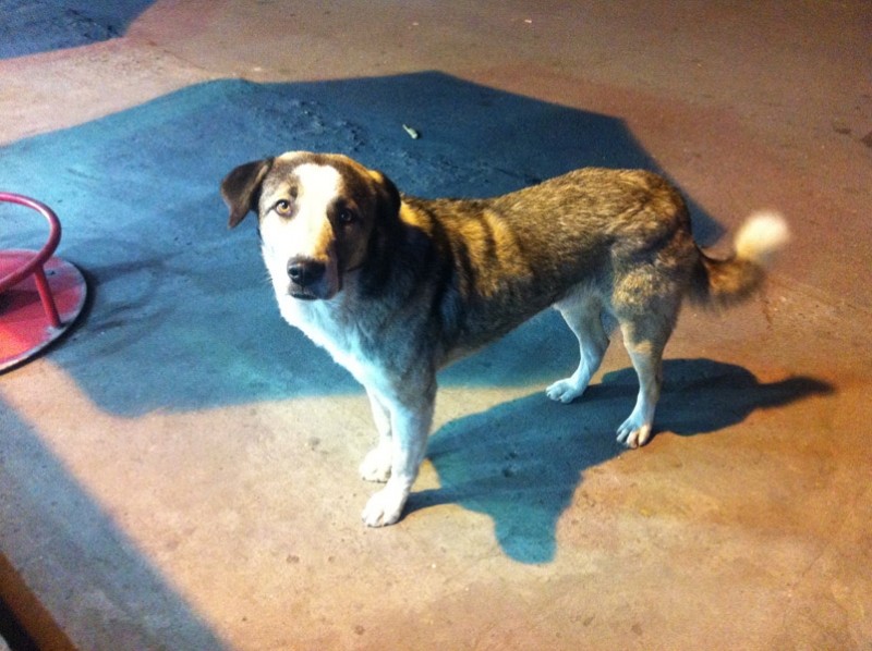 Розовый город. Армения. Ноябрь 2013г.