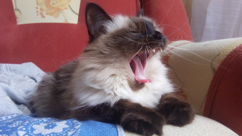 Поговорим о кошках40