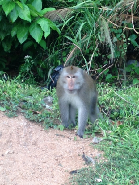 Медленно и с наслаждением: Панган со второго захода + Бангкок (онлайн, август 2016)