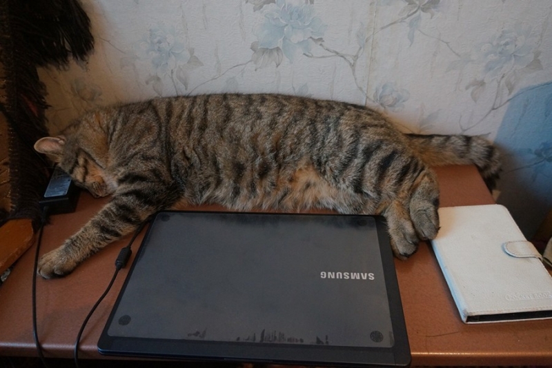 Поговорим о кошках40