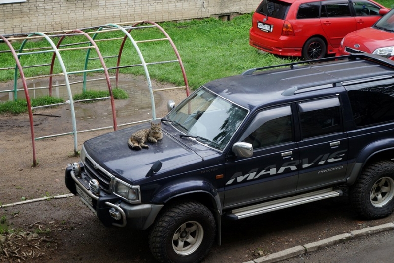 Поговорим о кошках40