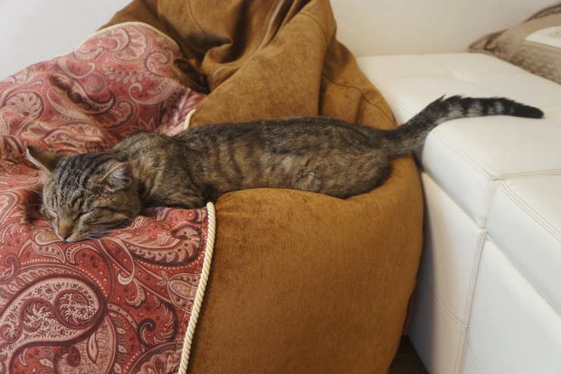 Поговорим о кошках40