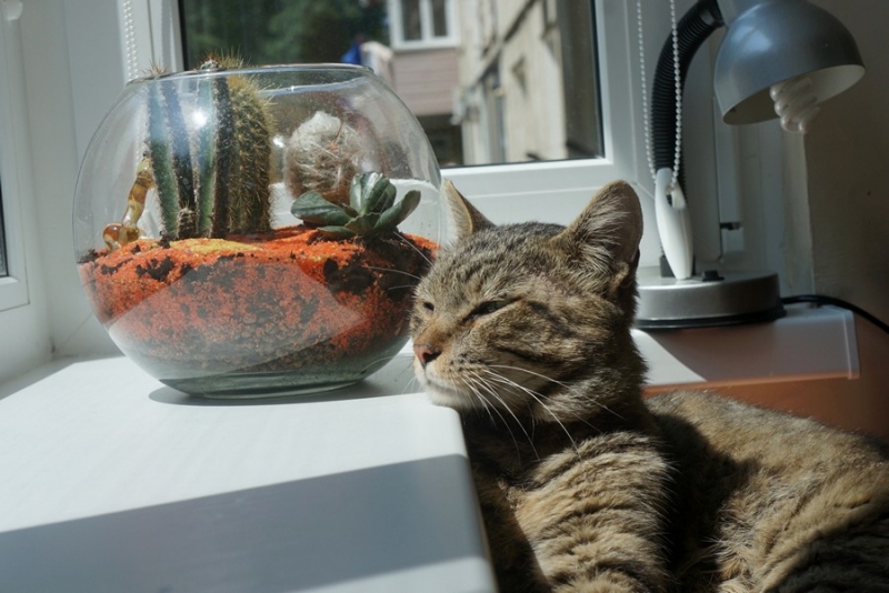 Поговорим о кошках40