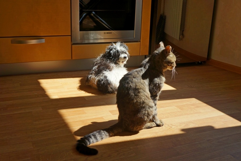 Поговорим о кошках40