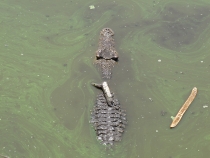 Несерьёзный отчёт.