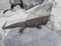 Несерьёзный отчёт.