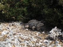 Несерьёзный отчёт.