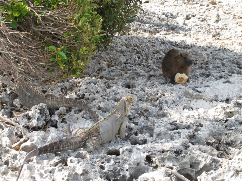 Несерьёзный отчёт.