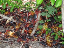 Несерьёзный отчёт.