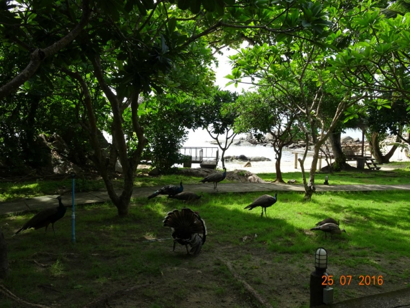 В Таиланде нет Мальдив. Есть Koh Mannorк. Это намёк.