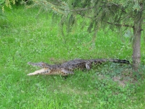 Несерьёзный отчёт.