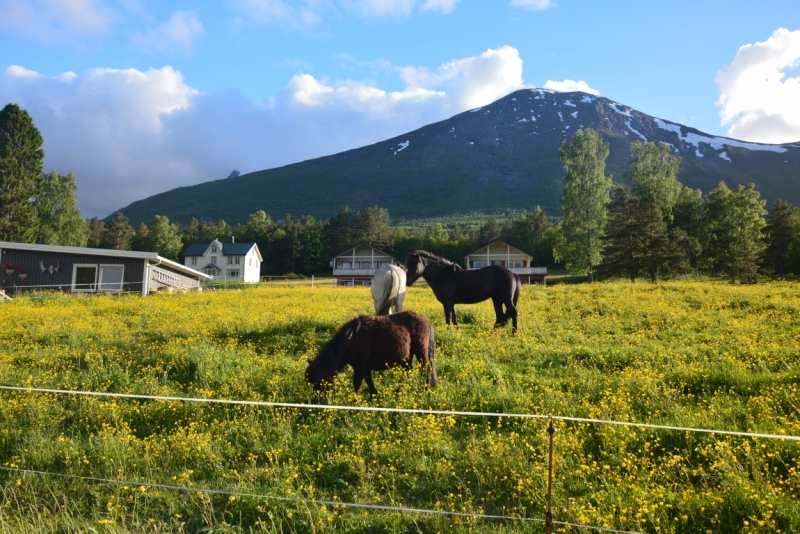 Норвегия сквозь солнечные очки. Водопады, фьорды, озера, ледники. Май-Июнь 2016