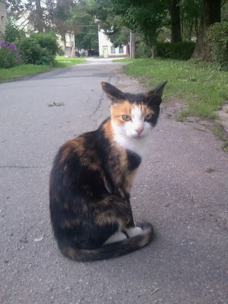 Поговорим о кошках40