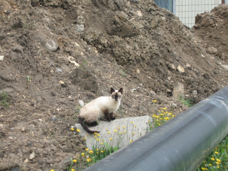 Поговорим о кошках40