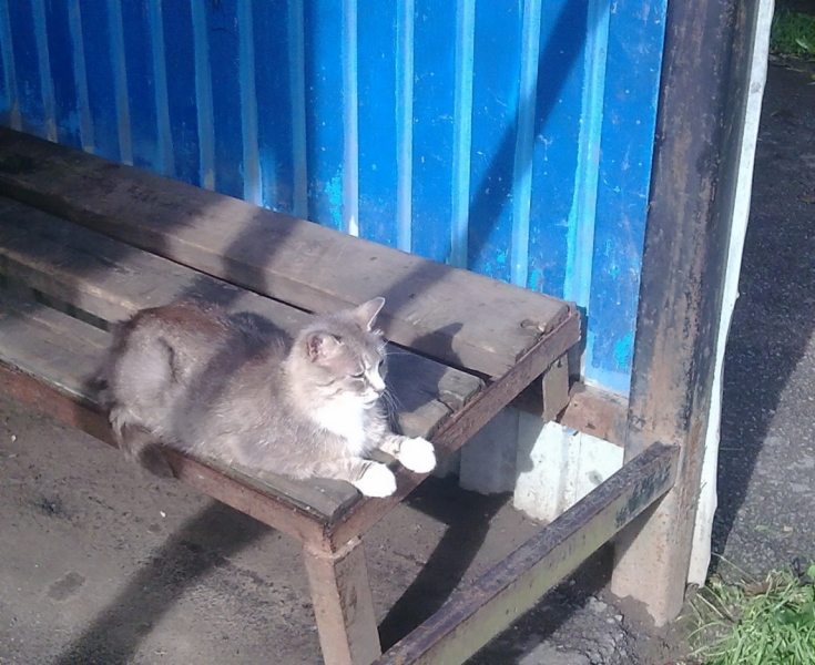 Поговорим о кошках40