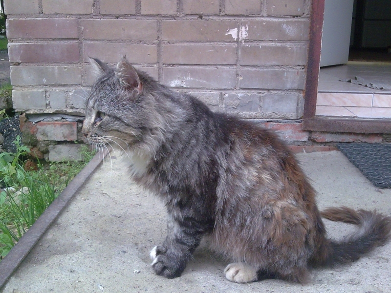 Поговорим о кошках40