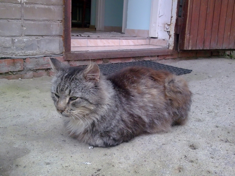 Поговорим о кошках40