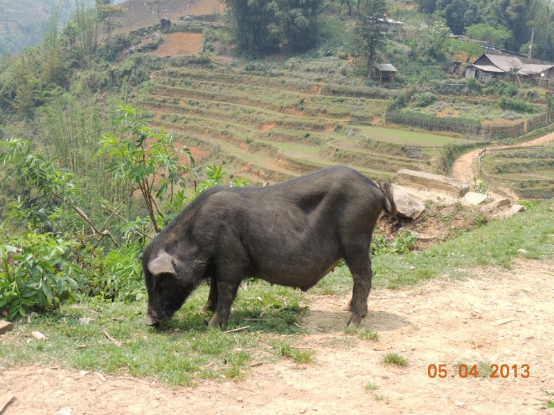Нинь-Бинь, Халонг, Сапа, Хуэ, Хойан, Ханой. Много фото. посещение апрель 2013