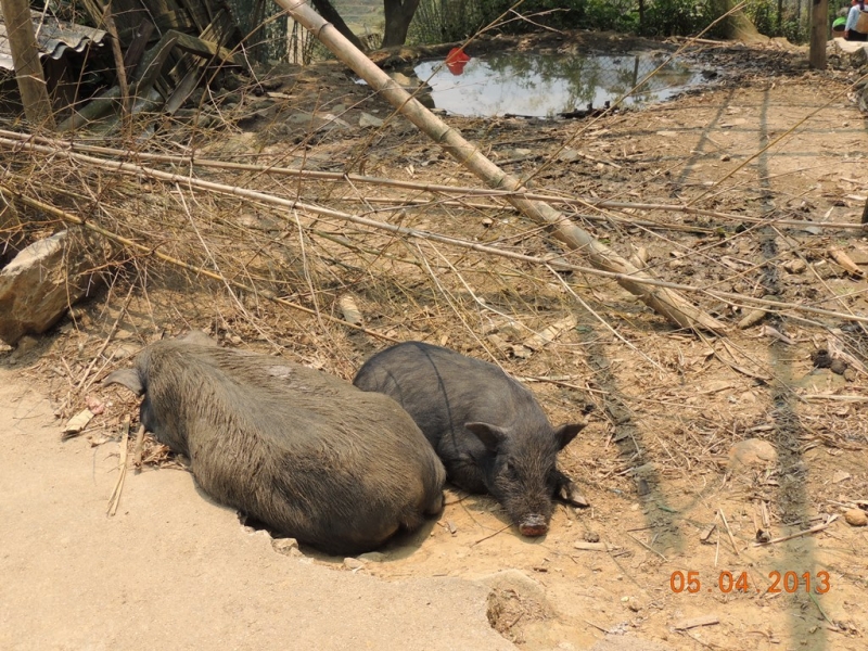 Нинь-Бинь, Халонг, Сапа, Хуэ, Хойан, Ханой. Много фото. посещение апрель 2013