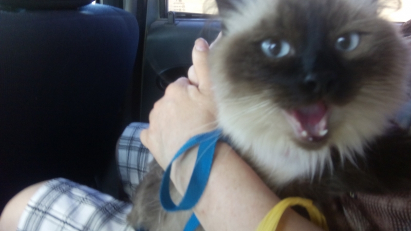 Поговорим о кошках40