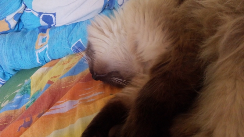 Поговорим о кошках40