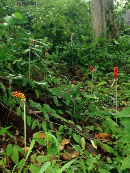 Медленно и с наслаждением: Панган со второго захода + Бангкок (онлайн, август 2016)