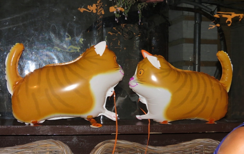 Поговорим о кошках40