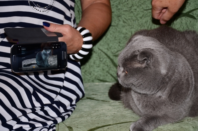 Поговорим о кошках40