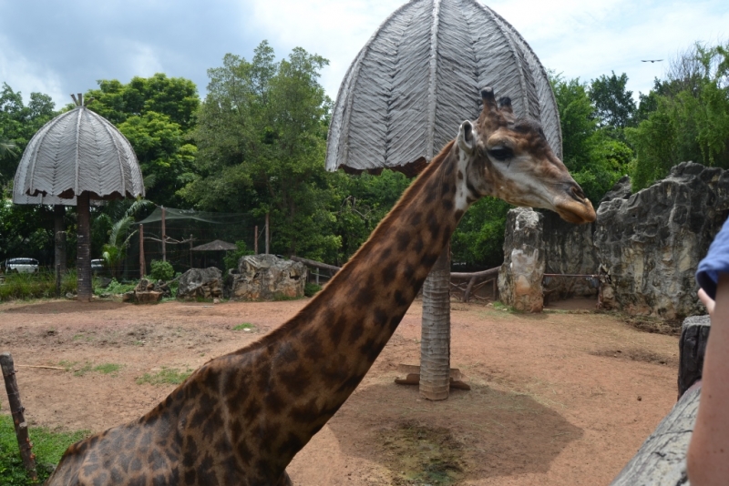 Медленно и с наслаждением: Панган со второго захода + Бангкок (онлайн, август 2016)