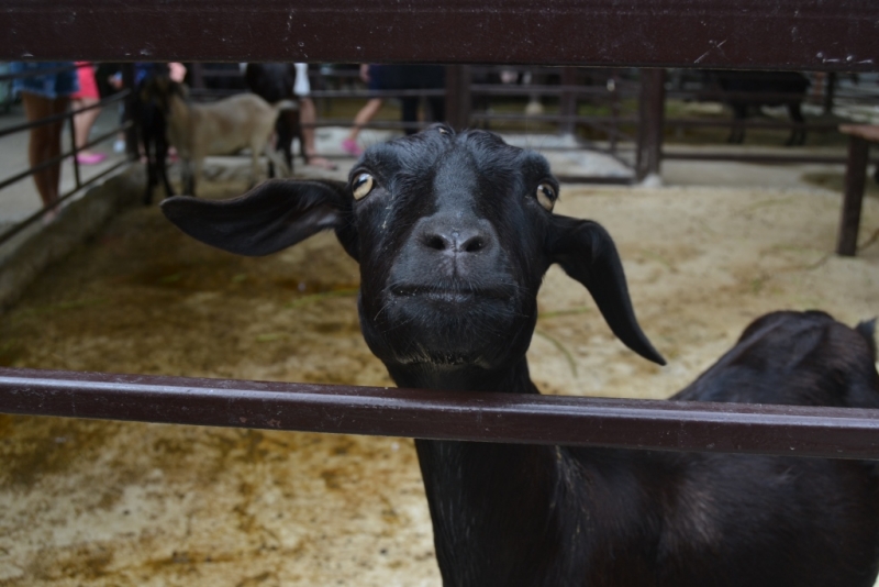 Медленно и с наслаждением: Панган со второго захода + Бангкок (онлайн, август 2016)