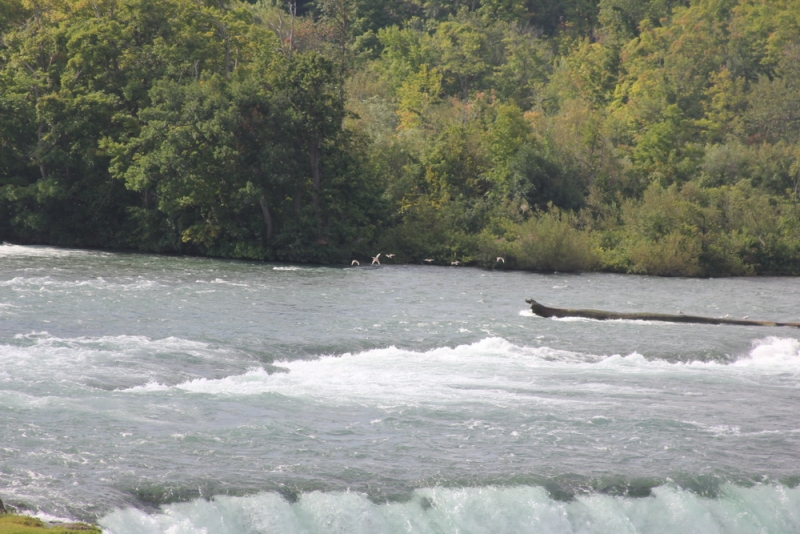 14 000 км на машине вокруг США: от Атлантического океана к Тихому и обратно