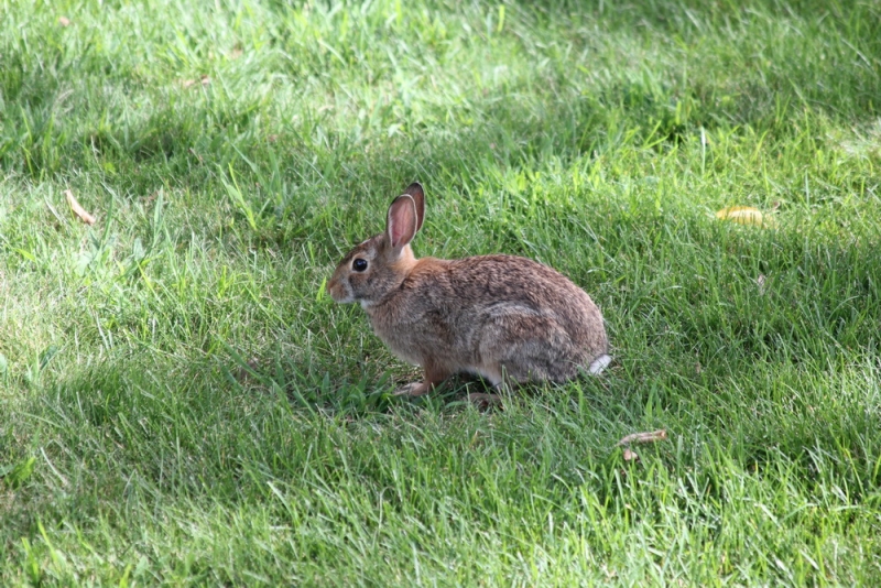 14 000 км на машине вокруг США: от Атлантического океана к Тихому и обратно