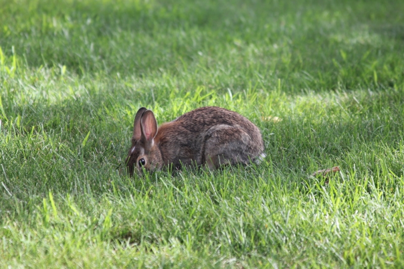 14 000 км на машине вокруг США: от Атлантического океана к Тихому и обратно