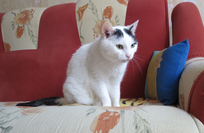 Поговорим о кошках40