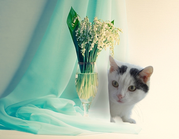 Поговорим о кошках40