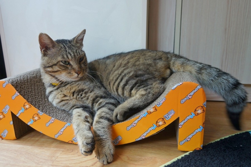 Поговорим о кошках40