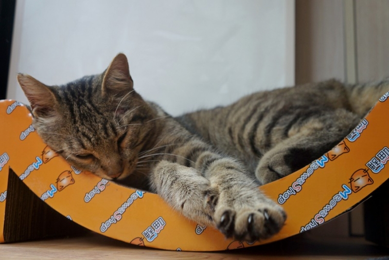 Поговорим о кошках40