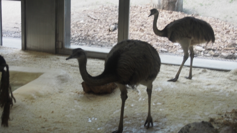 Холодно, теплее, горячо. Москва - Эстония и далее Хорватия. 7 путешествие Поли.