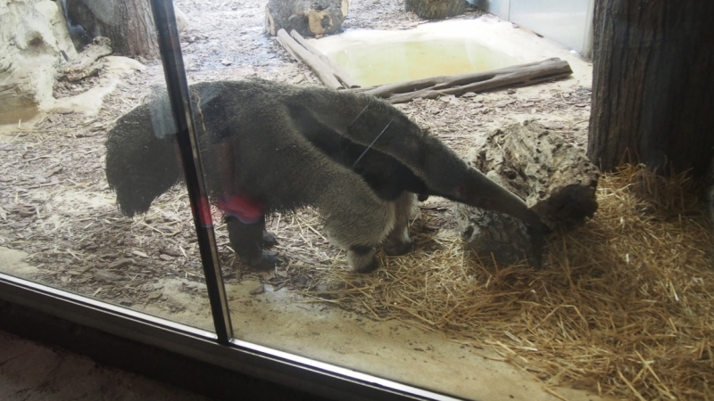 Холодно, теплее, горячо. Москва - Эстония и далее Хорватия. 7 путешествие Поли.